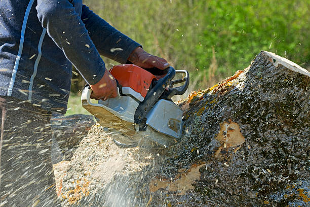 How Our Tree Care Process Works  in  Park Hills, KY